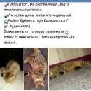Подробнее об объявлении «Пропал кот Краснодар» Фото: пропала кошка  «Пропал кот Краснодар» в г. Краснодар