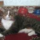 Подробнее об объявлении «Пропал кот Воркута» Фото: пропала кошка  «Пропал кот Воркута» в г. Воркута