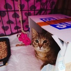 Подробнее об объявлении «Химки Пропала кошка, трехцветная кошка» Фото: пропала кошка  «Химки Пропала кошка, трехцветная кошка» в г. Химки