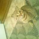 Подробнее об объявлении «Омск Пропал кот пожалуйста найдите моего кота» Фото: пропала кошка  «Омск Пропал кот пожалуйста найдите моего кота» в г. Омск