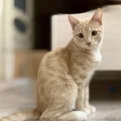Подробнее об объявлении «Пропал котик Красноярск» Фото: пропала кошка  «Пропал котик Красноярск» в г. Красноярск
