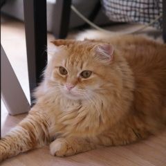 Подробнее об объявлении «Чехов Пропал кот рыжий кот» Фото: пропала кошка  «Чехов Пропал кот рыжий кот» в г. Чехов