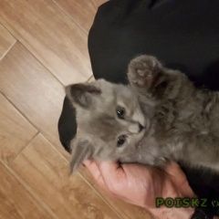 Подробнее об объявлении «Пропал кот Краснодар» Фото: пропала кошка Британская длинношерстная «Пропал кот Краснодар» в г. Краснодар