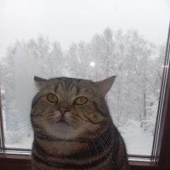 Подробнее об объявлении «Пропал кот точнее кот миша Кемерово» Фото: пропала кошка Британская короткошерстная кошка «Пропал кот точнее кот миша Кемерово» в г. Кемерово