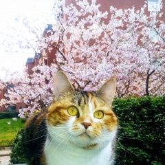 Подробнее об объявлении «Пропала кошка 30.09. фирсановка Химки» Фото: пропала кошка  «Пропала кошка 30.09. фирсановка Химки» в г. Химки