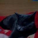 Подробнее об объявлении «Омск Пропала кошка» Фото: пропала кошка Британская короткошерстная «Омск Пропала кошка» в г. Омск