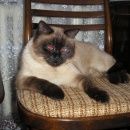 Подробнее об объявлении «Иваново Пропала кошка кот» Фото: пропала кошка  «Иваново Пропала кошка кот» в г. Иваново