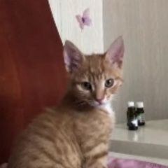 Подробнее об объявлении «Москва Пропал котёнок 3 мес» Фото: пропала кошка  «Москва Пропал котёнок 3 мес» в г. Москва