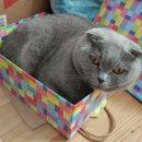 Подробнее об объявлении «Пропал кот вислоухий бретанский Истра» Фото: пропала кошка Британская короткошерстная «Пропал кот вислоухий бретанский Истра» в г. Истра
