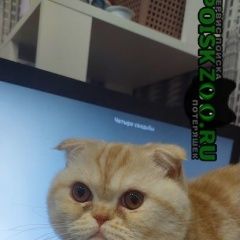 Подробнее об объявлении «Пропал кот Миасс» Фото: пропала кошка  «Пропал кот Миасс» в г. Миасс