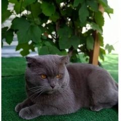 Подробнее об объявлении «Краснодар Пропал кот британец» Фото: пропала кошка Британская короткошерстная кошка «Краснодар Пропал кот британец» в г. Краснодар