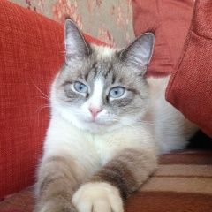 Подробнее об объявлении «Пропал кот в районе текстильщики Москва» Фото: пропала кошка Тайская «Пропал кот в районе текстильщики Москва» в г. Москва