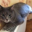 Подробнее об объявлении «Пропал кот серый, д. грязь, вознаграждение Звенигород» Фото: пропала кошка  «Пропал кот серый, д. грязь, вознаграждение...» в г. Звенигород