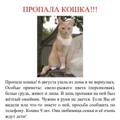 Подробнее об объявлении «Бронницы Пропала кошка рыжая кошка мася» Фото: пропала кошка  «Бронницы Пропала кошка рыжая кошка мася» в г. Бронницы