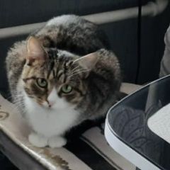 Подробнее об объявлении «Москва Пропала кошка» Фото: пропала кошка  «Москва Пропала кошка» в г. Москва