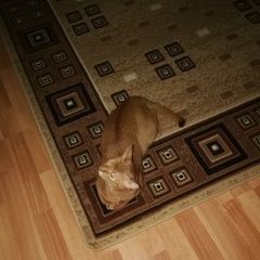 Подробнее об объявлении «Пропала кошка помогите найти басю  Высоковск» Фото: пропала кошка Абиссинская «Пропала кошка помогите найти басю  Высоковск» в г. Высоковск