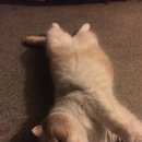 Подробнее об объявлении «Пропал кот Томск» Фото: пропала кошка Британская длинношерстная «Пропал кот Томск» в г. Томск
