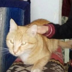 Подробнее об объявлении «Пропал котик Ступино» Фото: пропала кошка  «Пропал котик Ступино» в г. Ступино