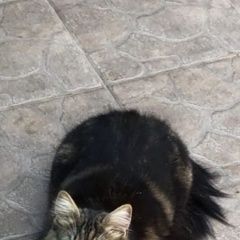 Подробнее об объявлении «Пропал кот куня Севастополь» Фото: пропала кошка Мейн-кун «Пропал кот куня Севастополь» в г. Севастополь