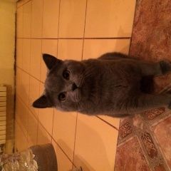 Подробнее об объявлении «Пропал кот Сочи» Фото: пропала кошка >  Скоттиш фолд (шотландская вислоухая) и  скоттиш страйт «Пропал кот Сочи» в г. Сочи