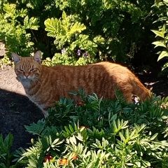 Подробнее об объявлении «Пропал кот Крутинка» Фото: пропала кошка  «Пропал кот Крутинка» в г. Крутинка