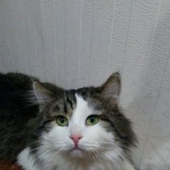 Подробнее об объявлении «Пропал кот, улица каховка, д корпус Москва» Фото: пропала кошка  «Пропал кот, улица каховка, д корпус Москва» в г. Москва
