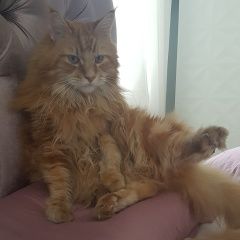 Подробнее об объявлении «Москва Пропал кот рыжий мейн-кун» Фото: пропала кошка Мейн-кун «Москва Пропал кот рыжий мейн-кун» в г. Москва