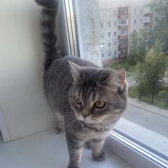 Подробнее об объявлении «Сургут Пропала кошка потерялась кошка» Фото: пропала кошка Скоттиш страйт (шотландская прямоухая) «Сургут Пропала кошка потерялась кошка» в г. Сургут