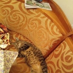Подробнее об объявлении «Москва Пропала кошка» Фото: пропала кошка  «Москва Пропала кошка» в г. Москва