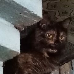 Подробнее об объявлении «Красноуфимск Пропала кошка муся» Фото: пропала кошка  «Красноуфимск Пропала кошка муся» в г. Красноуфимск