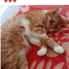 Подробнее об объявлении «Пропал кот Лосино-Петровский» Фото: пропала кошка  «Пропал кот Лосино-Петровский» в г. Лосино-Петровский