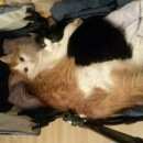 Подробнее об объявлении «Верхняя Сысерть Пропал кот рыже-белый на даче» Фото: пропала кошка  «Верхняя Сысерть Пропал кот рыже-белый на даче» в г. Верхняя Сысерть