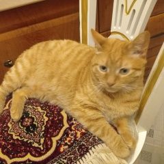 Подробнее об объявлении «Пропал кот рыжик Тула» Фото: пропала кошка  «Пропал кот рыжик Тула» в г. Тула