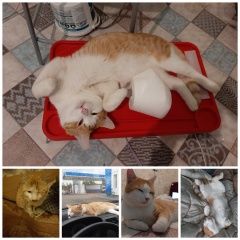 Подробнее об объявлении «Пропал кот в нерцах любимый рыжий кот Валдай» Фото: пропала кошка  «Пропал кот в нерцах любимый рыжий кот Валдай» в г. Валдай