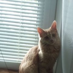 Подробнее об объявлении «Набережные Челны Пропала кошка переживаем всей семьёй» Фото: пропала кошка  «Набережные Челны Пропала кошка переживаем всей...» в г. Набережные Челны