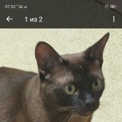 Подробнее об объявлении «Пропал кот. Лакинск» Фото: пропала кошка Бурма «Пропал кот. Лакинск» в г. Лакинск