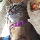 Подробнее об объявлении «Мытищи Пропал кот (абиссинская порода)» Фото: пропала кошка Абиссинская «Мытищи Пропал кот (абиссинская порода)» в г. Мытищи