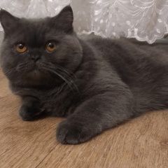 ����: ������� �����  ������� ��� ��������� ���. ������ �����������...� � �. ���������