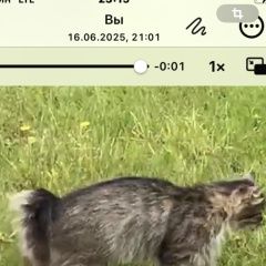 Подробнее об объявлении «Пропала кошка кот Озеры» Фото: пропала кошка  «Пропала кошка кот Озеры» в г. Озеры