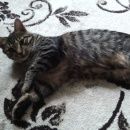 Подробнее об объявлении «Пропал кот семен Оренбург» Фото: пропала кошка  «Пропал кот семен Оренбург» в г. Оренбург