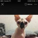 Подробнее об объявлении «Мытищи Пропала кошка» Фото: пропала кошка Канадский сфинкс «Мытищи Пропала кошка» в г. Мытищи