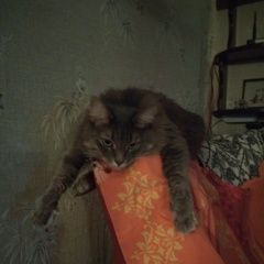 Подробнее об объявлении «Москва Пропала кошка» Фото: пропала кошка  «Москва Пропала кошка» в г. Москва
