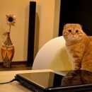 Подробнее об объявлении «Пропал кот Троицк» Фото: пропала кошка Шотландская вислоухая «Пропал кот Троицк» в г. Троицк