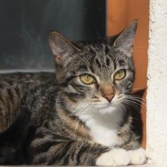 Подробнее об объявлении «Пропала кошка Красногорск» Фото: пропала кошка  «Пропала кошка Красногорск» в г. Красногорск