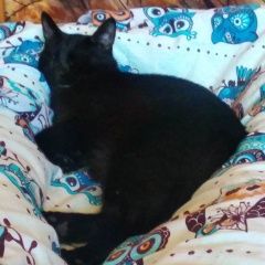 Подробнее об объявлении «Липецк Пропал кот ик» Фото: пропала кошка  «Липецк Пропал кот ик» в г. Липецк