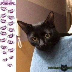 Подробнее об объявлении «Нижний Новгород Пропал кот» Фото: пропала кошка  «Нижний Новгород Пропал кот» в г. Нижний Новгород