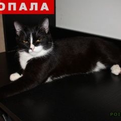 Подробнее об объявлении «Пропала кошка помогите найти Железнодорожный (Московск.)» Фото: пропала кошка  «Пропала кошка помогите найти Железнодорожный...» в г. Железнодорожный (Московск.)