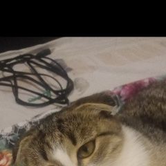 Подробнее об объявлении «Пропала кошка киргиз мияки Киргиз-Мияки» Фото: пропала кошка  «Пропала кошка киргиз мияки Киргиз-Мияки» в г. Киргиз-Мияки