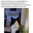 Подробнее об объявлении «Пропал кот вднх Москва» Фото: пропала кошка  «Пропал кот вднх Москва» в г. Москва