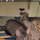 Подробнее об объявлении «Лобня Пропал кот тишка в деревне троице-сельцо» Фото: пропала кошка  «Лобня Пропал кот тишка в деревне троице-сельцо» в г. Лобня